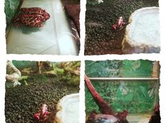-上海大自然野生昆虫馆(东方明珠·爬宠昆虫探索中心)