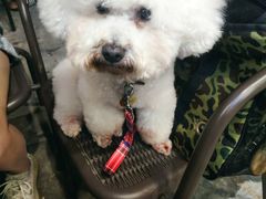 -小尾巴宠物店(万科·金域华庭店)