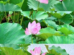 -陶然亭公园