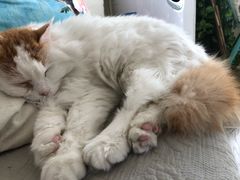 -Cappucimeow猫咪咖啡馆(韦伯时代店)