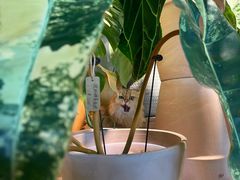 -自由生长植物工作室(深港花卉中心店)