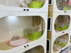 -青奢宠物·青奢猫舍