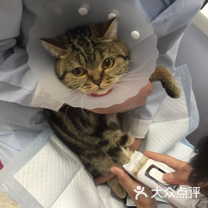 美联众合爱猫动物医院-图片-北京宠物-大众点评网