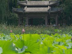 -莲湖公园