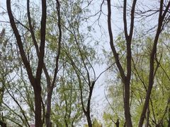 -大兴滨河森林公园