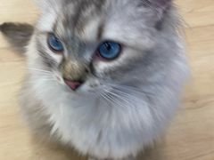 -有喵·猫咖·狗咖·30几只猫10只小狗(岗厦店)