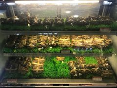 -蟹臻鲜阳澄湖大闸蟹(889广场店)