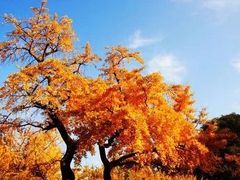 景点-千年银杏谷文化旅游区
