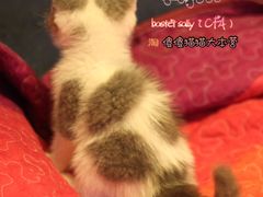 -Bastet sally猫舍购宠(静安店)