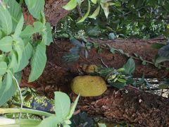-中国科学院西双版纳热带植物园