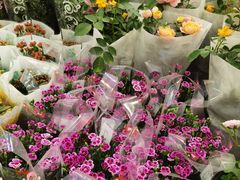 -双季花艺园艺市场(浦东店)