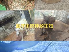 -海合安武汉极地海洋公园
