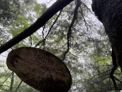 -秦岭天竺山生态文化旅游景区