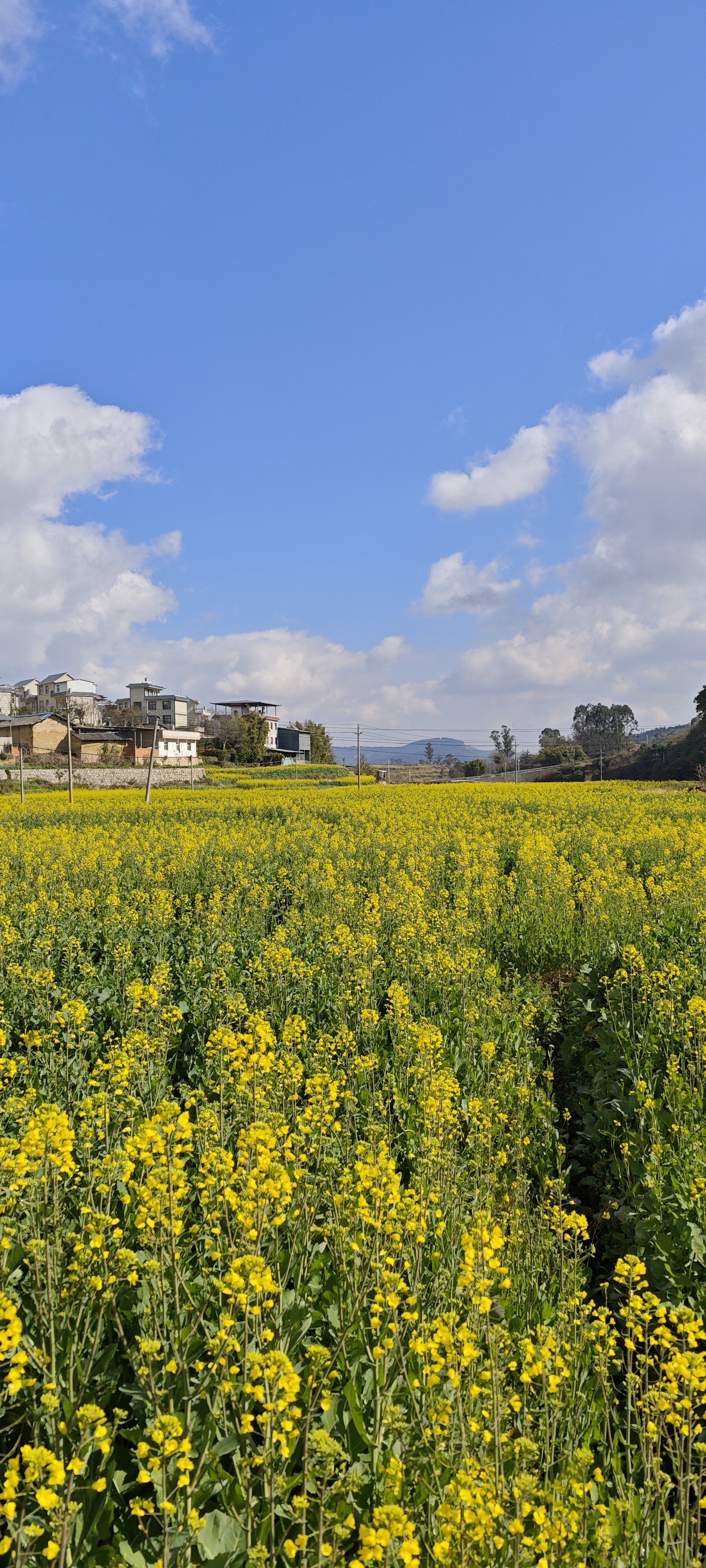 乡村画卷～油菜花海