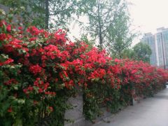 -四川大学(华西校区)