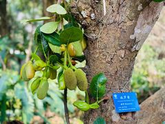 -中国科学院西双版纳热带植物园