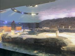 -新加坡飞禽公园