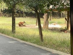 -杭州野生动物世界