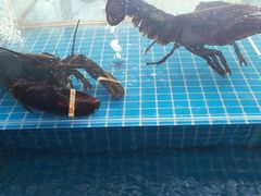 -必点蒸汽海鲜(止锚湾店)