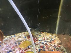 -上海大自然野生昆虫馆(东方明珠·爬宠昆虫探索中心)