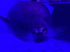 -上海海昌海洋公园-冰山北极馆