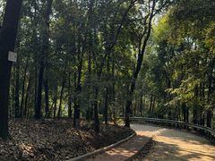 -南宁良凤江国家森林公园