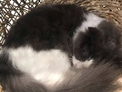-飞行喵MR PILOT|猫舍·猫咖(静安大融城店)