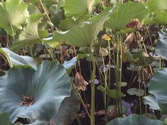 -小王府(什刹海店)