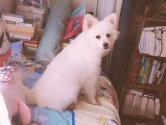 -艾贝尔宠物医院·24H转诊中心·肿瘤猫专科(江宁双龙店)