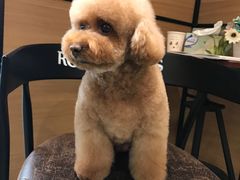 -爱侣宠医·鹦鹉专科·小型哺乳类·异宠专科(灵石路店)