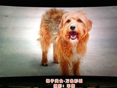 -万象影城(石家庄万象城IMAX激光店)