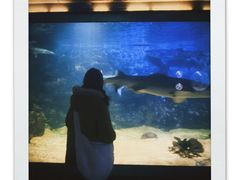 -烟台海昌鲸鲨海洋公园