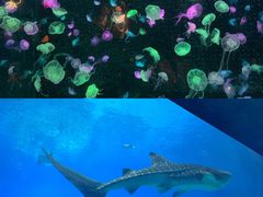 -珠海长隆海洋王国