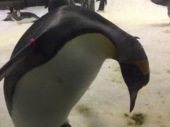 -悉尼海洋生物水族馆