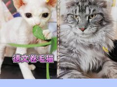 -十年猫舍·猫咪专门店(普陀店)