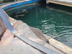 -广东惠东海龟国家级自然保护区
