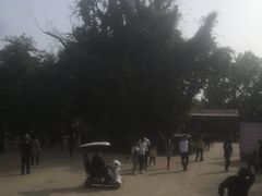 -大槐树寻根祭祖园