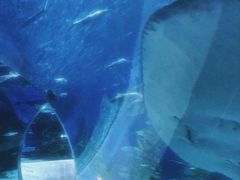 -芜湖新华联大白鲸海洋公园