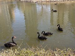 天鹅-长白岛森林公园