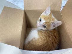 -宠颐生宠物医院·心肾内科·猫专科诊疗中心宠巢店