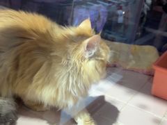 -FAELING PETS美天灵宠物(富力广场店)