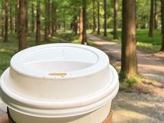 -黄海国家森林公园