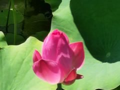 -莲花池公园