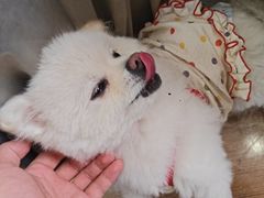 -汪说·狗咖·拼豆·宠物周边DIY(旺城大厦店)