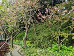 -嘉定紫藤园
