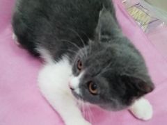 -北京观赏动物医院·24小时大型综合·猫专科·异宠专科