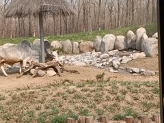 -北京野生动物园