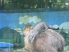 -广州长隆野生动物世界