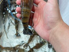 -大东海海鲜酒楼(渔人码头总店)