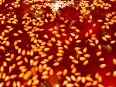 -太二酸菜鱼(汕头苏宁广场店)